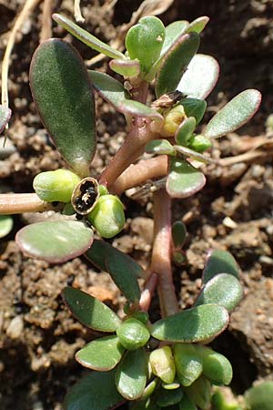 Portulaca papillatostellulata \ Papillensterniger Portulak, D Bamberg 5.9.2018