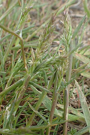 Poa bulbosa \ Knolliges Rispengras, D Hockenheim 12.4.2019