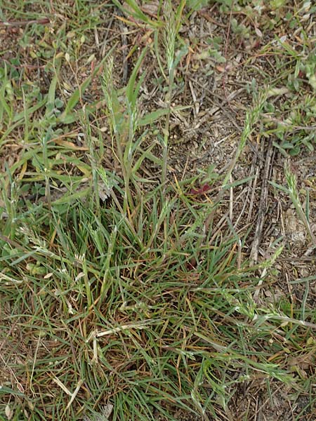 Poa bulbosa \ Knolliges Rispengras / Bulbous Meadow Grass, D Hockenheim 12.4.2019