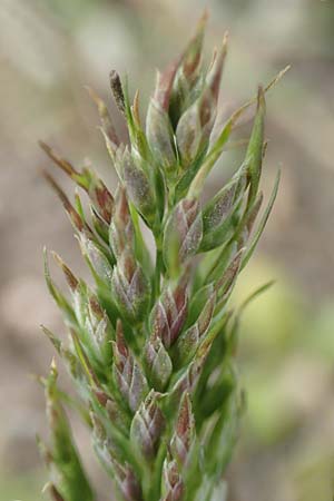 Poa bulbosa \ Knolliges Rispengras, D Hockenheim 12.4.2019