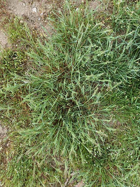 Poa bulbosa \ Knolliges Rispengras / Bulbous Meadow Grass, D Hockenheim 12.4.2019