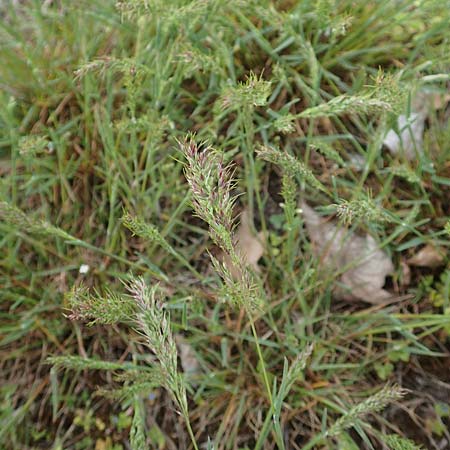 Poa bulbosa \ Knolliges Rispengras, D Hockenheim 12.4.2019