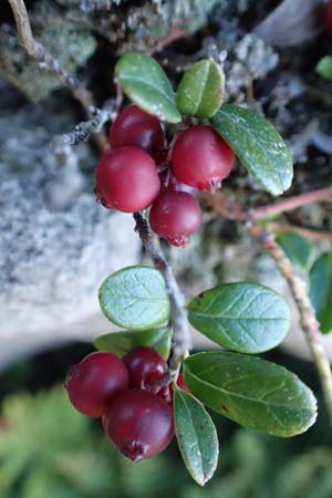 Vaccinium vitis-idaea / Cowberry, Lingonberry, D Black-Forest, Hornisgrinde 4.9.2019