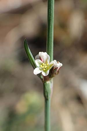 Polygonum bellardii ? / Narrowleaf Knotgrass, Red Knotgrass, D Mannheim 15.9.2019