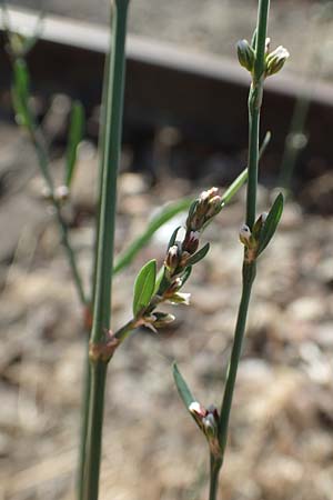 Polygonum bellardii ? \ Ungarischer Vogel-Knterich / Narrowleaf Knotgrass, Red Knotgrass, D Mannheim 15.9.2019