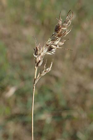 Poa bulbosa \ Knolliges Rispengras, D Hockenheim 17.6.2021