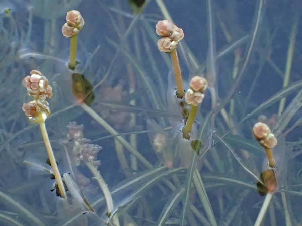 Potamogeton berchtoldii \ Berchtolds Zwerg-Laichkraut / Small Pontweed, D Rheinstetten-Silberstreifen 23.7.2022