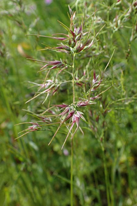 Poa bulbosa \ Knolliges Rispengras, D Hockenheim 26.4.2023