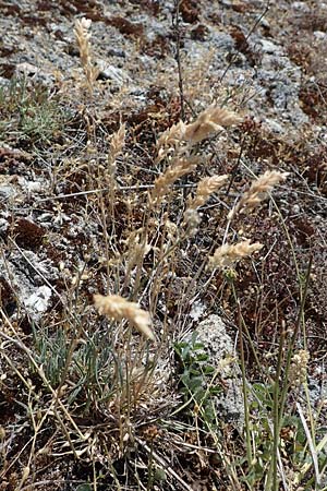 Poa badensis \ Badener Rispengras / Baden Blue Grass, D Thüringen, Hemleben 12.6.2023