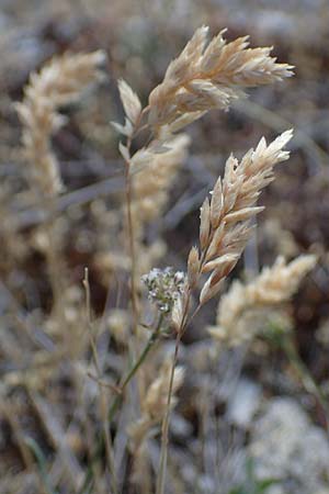 Poa badensis \ Badener Rispengras / Baden Blue Grass, D Thüringen, Hemleben 12.6.2023