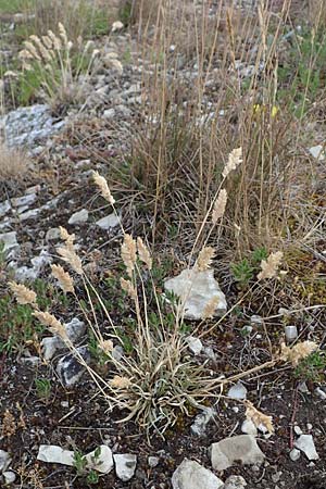 Poa badensis \ Badener Rispengras, D Thüringen, Heldrungen 16.6.2023