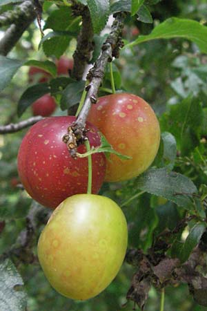 Prunus cerasifera \ Kirschpflaume / Cherry Plum, D Hemsbach 9.7.2007