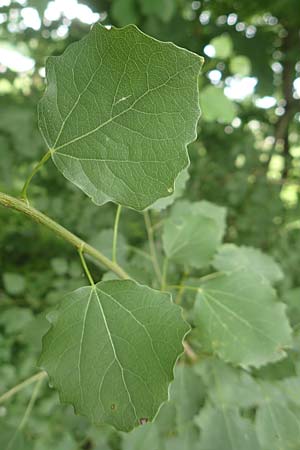 Populus tremula \ Zitter-Pappel, Espe / Aspen, D Obernburg am Main 25.6.2016