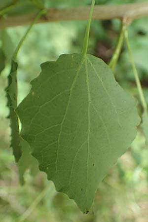 Populus tremula \ Zitter-Pappel, Espe / Aspen, D Obernburg am Main 25.6.2016