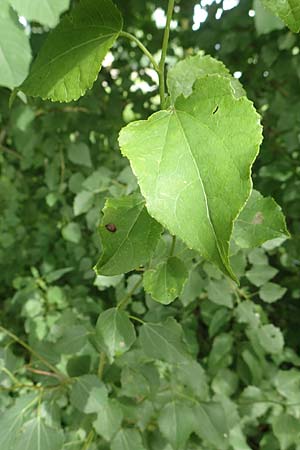 Populus tremula \ Zitter-Pappel, Espe, D Obernburg am Main 25.6.2016