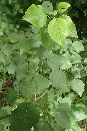 Populus tremula \ Zitter-Pappel, Espe / Aspen, D Obernburg am Main 25.6.2016