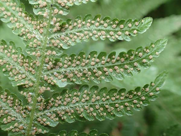 Phegopteris connectilis \ Buchen-Lappen-Farn / Beech Fern, D Heidelberg 29.7.2016