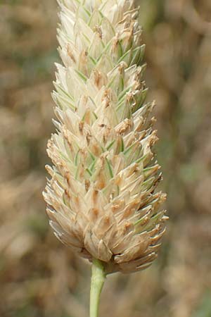 Phalaris canariensis \ Echtes Glanzgras, Kanariengras, D Mannheim 5.8.2016