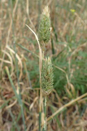 Phalaris canariensis \ Echtes Glanzgras, Kanariengras / Canary Grass, D Mannheim 6.8.2016