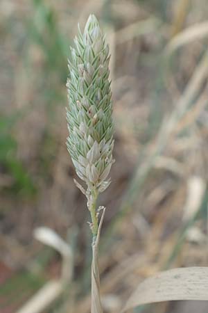 Phalaris canariensis \ Echtes Glanzgras, Kanariengras, D Mannheim 6.8.2016