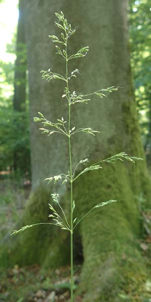 Poa chaixii \ Berg-Rispengras, Wald-Rispengras / Forest Blue Grass, D Ober-Ramstadt 26.5.2017