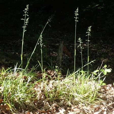 Poa chaixii \ Berg-Rispengras, Wald-Rispengras / Forest Blue Grass, D Ober-Ramstadt 26.5.2017