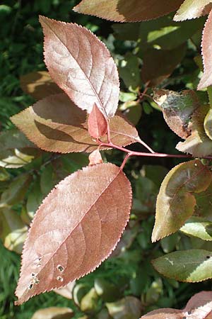 Prunus cerasifera \ Kirschpflaume, D Mannheim 3.5.2018