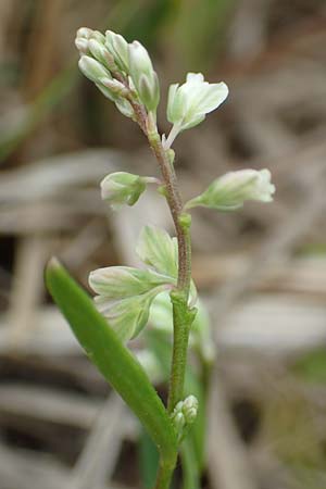 Polygala comosa \ Schopfige Kreuzblume, Schopfiges Kreuzblmchen / Tufted Milkwort, D Offenburg 22.5.2020