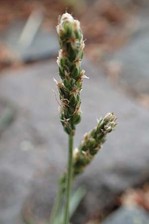 Plantago coronopus subsp. coronopus \ Krhenfu-Wegerich / Buck's-horn Plantain, D Aachen 9.6.2020