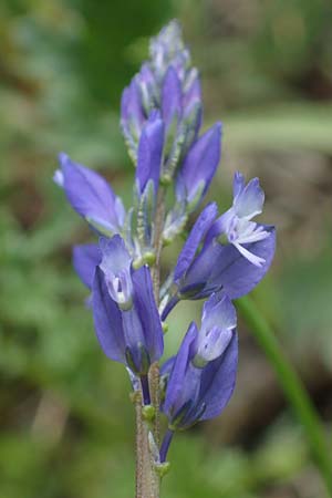 Polygala vulgaris \ Gewhnliche Kreuzblume, Gewhnliches Kreuzblmchen / Common Milkwort, D Ketsch 20.5.2021