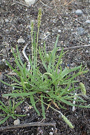 Plantago coronopus subsp. coronopus \ Krhenfu-Wegerich / Buck's-horn Plantain, D Mannheim 5.6.2021