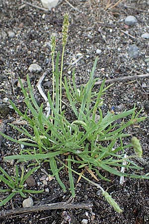 Plantago coronopus subsp. coronopus \ Krhenfu-Wegerich, D Mannheim 5.6.2021