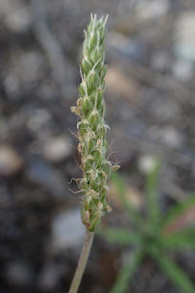 Plantago coronopus subsp. coronopus \ Krhenfu-Wegerich, D Mannheim 5.6.2021