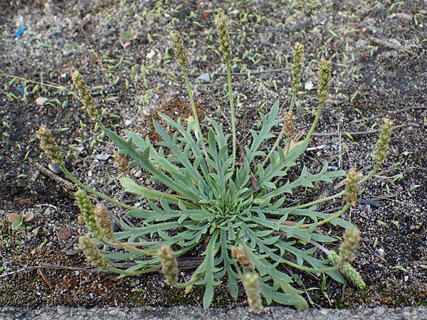 Plantago coronopus subsp. coronopus \ Krhenfu-Wegerich / Buck's-horn Plantain, D Mannheim 5.6.2021