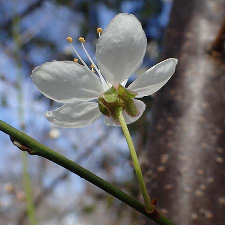 Prunus cerasifera \ Kirschpflaume / Cherry Plum, D Mannheim 1.3.2022