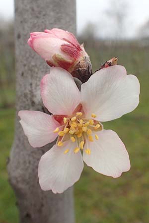 Prunus dulcis \ Mandel / Almond, D Deidesheim 21.2.2016