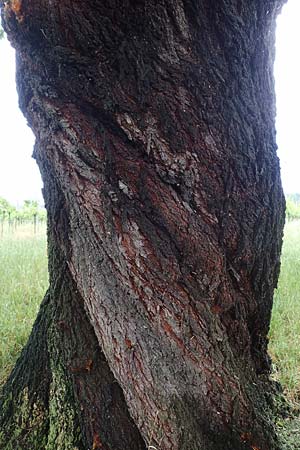 Prunus dulcis \ Mandel, D Pfalz, Forst 4.6.2021