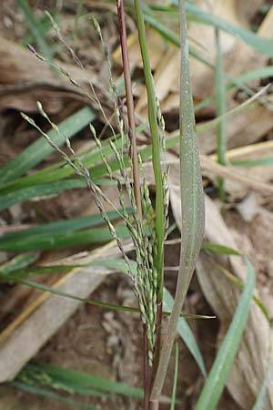 Panicum dichotomiflorum \ Gabelstige Rispen-Hirse / Fall Panicgrass, D Baden-Baden 3.9.2022