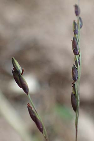 Panicum dichotomiflorum \ Gabelstige Rispen-Hirse / Fall Panicgrass, D Baden-Baden 3.9.2022