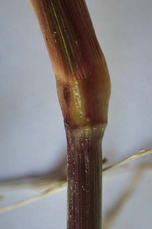 Panicum dichotomiflorum \ Gabelstige Rispen-Hirse / Fall Panicgrass, D Baden-Baden 4.9.2022