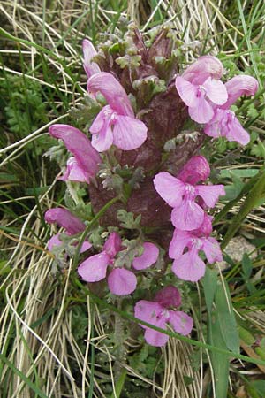 Pedicularis sylvatica \ Wald-Lusekraut / Common Louseport, D Schwarzwald/Black-Forest, Feldberg 18.5.2007