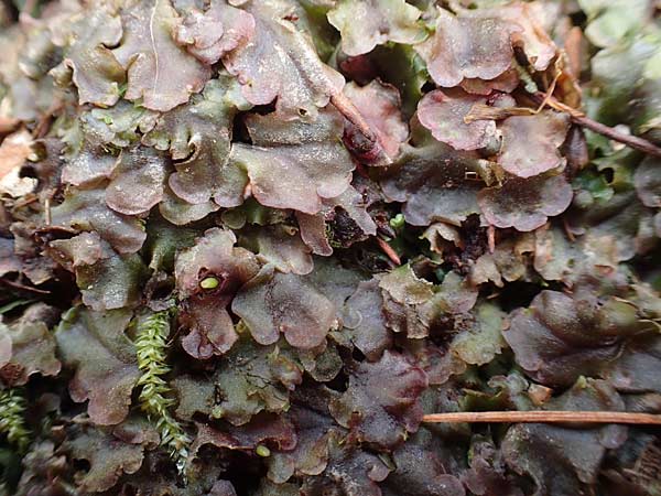 Pellia epiphylla \ Gemeines Beckenmoos / Overleaf Pellia, Common Pellia, D Schriesheim-Altenbach 22.2.2015