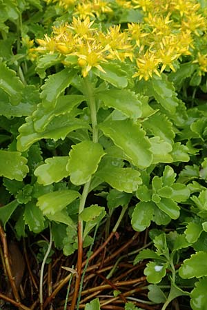 Sedum ellacombeanum \ Gelbgrne Asienfetthenne / Ellacombe Stonecrop, D Bochum 14.6.2018