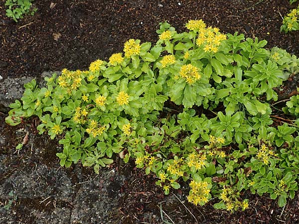 Sedum ellacombeanum \ Gelbgrne Asienfetthenne / Ellacombe Stonecrop, D Bochum 14.6.2018