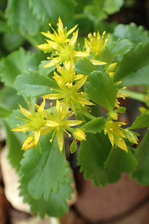 Sedum ellacombeanum \ Gelbgrne Asienfetthenne / Ellacombe Stonecrop, D Mannheim 18.6.2018