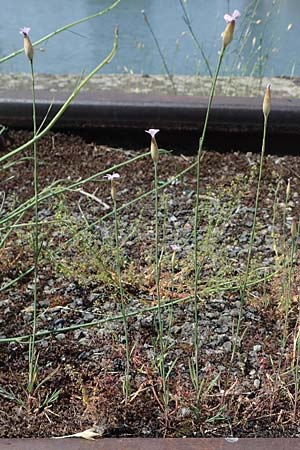 Petrorhagia prolifera \ Sprossende Felsennelke, Sprossendes Nelkenkpfchen / Proliferous Pink, D Mannheim 19.6.2021