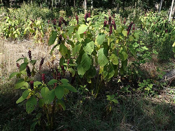 Phytolacca esculenta / Pokeweed, D Mörfelden-Walldorf 14.8.2021