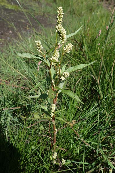 Persicaria lapathifolia subsp. pallida \ Acker-Ampfer-Knterich / Pale Persicaria, D Kaiserslautern 15.8.2021