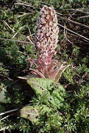 Petasites hybridus \ Gewhnliche Pestwurz, D Großwallstadt am Main 19.3.2022