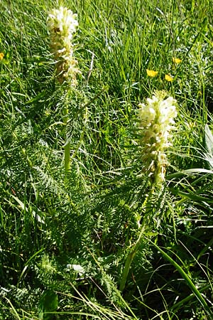 Pedicularis foliosa \ Reichblttriges Lusekraut / Leafy Lousewort, D Hechingen 3.6.2015